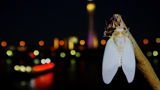 [ 4K Ultra HD ] セミの羽化 Cicada Molting ( Shot on RED EPIC DRAGON )