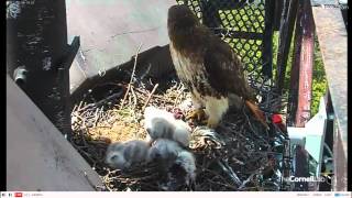 2012 Cornell RTH Cam-May 4, 2012 @ 1420 hrs EST.