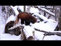 ココが起きたからカラスはどっかに行きなさい（円山動物園　レッサーパンダのココ） レッサーパン redpanda