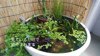 ベランダビオトープ　メダカとエビと植物と