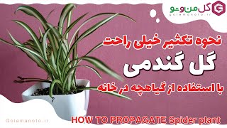 بهترین روش تکثیر گل گندمی در خانه - Spider plant