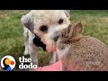 People Kept Driving By Stray Dog In Parking Lot | The Dodo