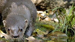 The Diet of the Neotropical Otter is Amazingly Broad