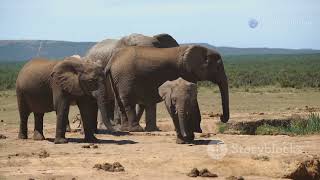 Why Elephants Are the Most Amazing Creatures on Earth!