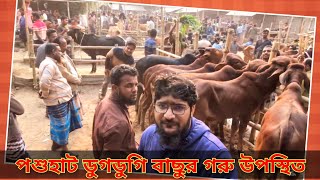 @বাছুর গরু ক্রয়-বিক্রয়ের চিত্র|| ডুগডুগি পশুহাট, চুয়াডাঙ্গা। Jan 13, 2025