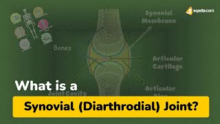 What is a Synovial (Diarthrodial) Joint?