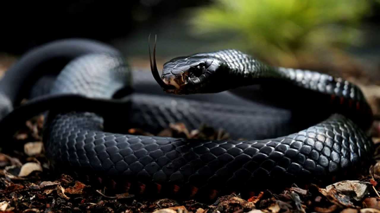 Fastest Snake On Earth - YouTube