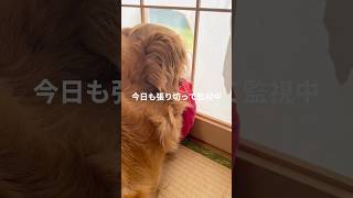 お庭を監視するゴールデンレトリバー #ゴールデンレトリバー #自宅警備犬 #大型犬のいる暮らし