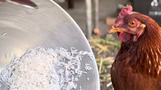 Feeding Chicken Soaked Rice