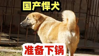 国产顶级猛犬太行犬又称东北大笨狗，最终成为下酒菜