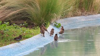 Serçeler Nasıl Temizlenir? Serçe Sesi | Sparrow Chirping | Pendik Millet Parkı