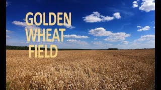 GOLDEN WHEAT FIELD 4K - Relaxing Nature Summer Sounds