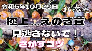 極上…えのき茸 出てます。見逃さないで！ 探すコツ