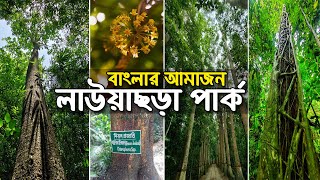 লাউয়াছড়া জাতীয় উদ্যান || Lawachara National Park || Kamalganj Moulvibazar 4K UHD