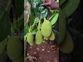 ഒരു കുലയിൽ തന്നെ 18 ചക്കകളുള്ള പ്ലാവ് moideen fruitfarm pattarnadakkavu