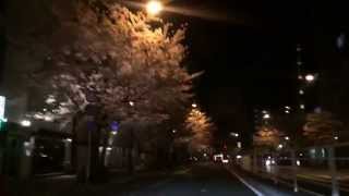 明治通りの夜の桜並木、東京夜ドライブ