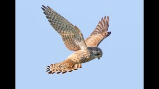 Is Kestrel a Hawk? #shorts