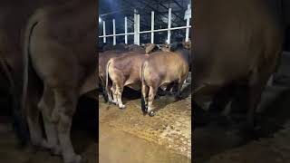 Huge Size Heavyweight Shahiwal Deshal Bulls | All Huge Hump | DGH- BD CATTLE MARKET