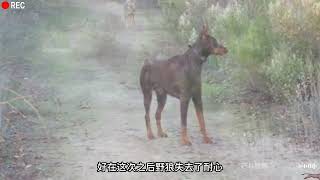 比特犬和杜宾犬遇见狼的区别，比特犬遇见狼群一点不怂，冲上去就干#野生动物零距离 #神奇动物在抖音 #狗狗 #比特犬