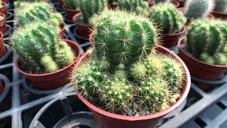 Echinopsis calochlora 沙漠植物 仙人掌 金盛丸