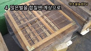 양봉일기 5.8  초보  양봉인을 위한 꿀팁 소독 계상벌압사방지 합봉