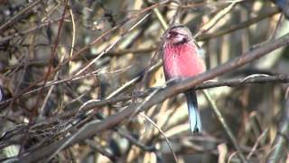 野鳥撮影・ 雪の日のベニマシコ　Long-tailed Rosefinch