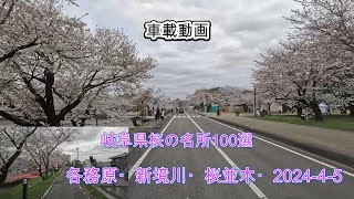 桜の名所100選・新境川堤の桜並木・2024-4-5・車載動画・４k