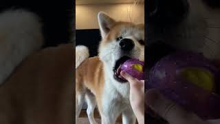 ボール遊びは飽きた秋田犬