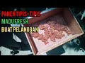 panen tipis-tipis madu lebah trigona clypearis buat pelanggan