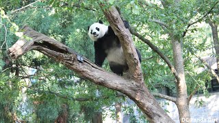 #Giantpanda #xiaoqiji Playtime in Daddy's Yard 🐼💞😜🐾💦