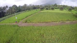 SRT Rice fields at Saguna Baug[GoPro Hero 4]