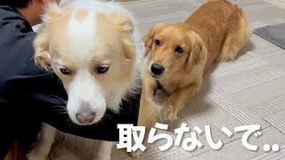 パパを取られそうになると温厚な犬の表情がピリつきます...【ボーダーコリー・ゴールデンレトリバー】