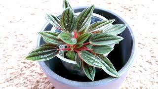 Pepperomia Rosso