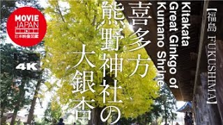 福島　喜多方　熊野神社の大銀杏  4K  Kitakata Great Ginkgo of Kumano Shrine