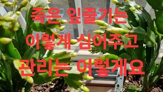 가재발선인장(게발선인장)죽었다고 무조 건 버린다면 손해~이렇게 하면 살아요~