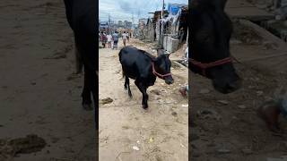 গরু guru cow goru amba hamba cow videos gorur video guru guru goro guru tiktok গরুর ভিডিও golu#viral