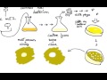 complementation and recombination in bacteriophages