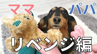 愛犬はパパとママのおもちゃどっちが気に入る？【ダックスフンド】