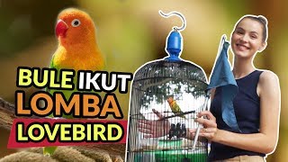 HEBOH!!! Bule Ikut Turnamen LOVEBIRD Menang Ga?