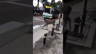 Deer Uses Crosswalk in Japan