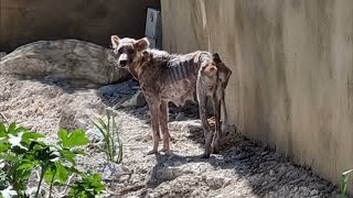 Losing her puppies, desperate mama dog cried loudly while looking for them with a depleted body