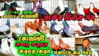 অসাধারণ সব কবুতরের কালেকশন ডিম বাচ্চা গ্যারান্টি সহ কবুতর কিনুন সীমিত দামে