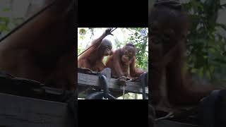 That one orangutan that takes things too far...