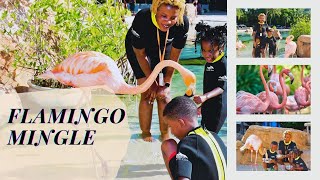 Mingling with Flamingos: A One-of-a-Kind Animal Adventure