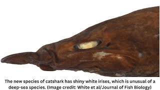 Weird demon shark with bright white eyes discovered off Australia