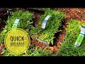 St Augustine Plug Grow Project: How To Instal Step by Step