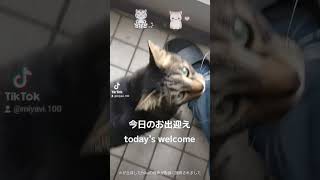 今日のお出迎え（ today's welcome ） #cat #猫好きさんと繋がりたい #猫好き #猫動画 #猫のいる暮らし #お出迎え猫