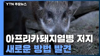 아프리카돼지열병 저지!...새로운 해법 발견  / YTN