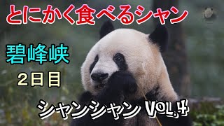 とにかく食べる 碧峰峡シャンシャン Vol.4（2024.10.19）【Giant panda Xiang Xiang】