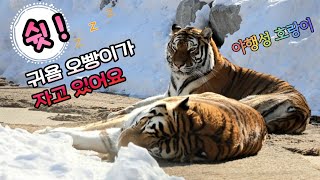 [2025,2,6] 오랜만에 사이좋게 나란히 누워서 낮잠자는 이쁜이들🐯🐯